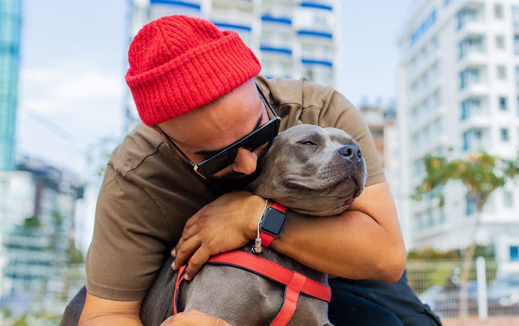 How to Adopt a Blue Nose Pitbull