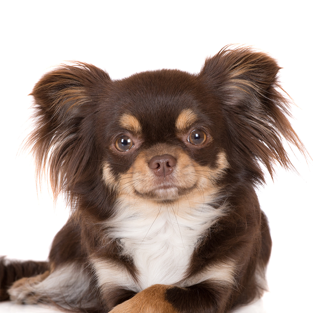 How To Adopt a Long Haired Chihuahua in Pasadena