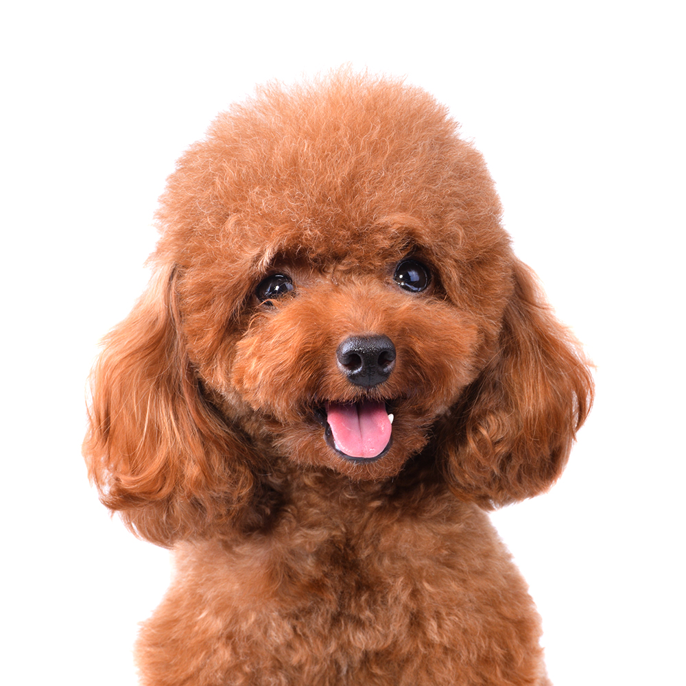 How To Adopt a Teacup Poodle in San Diego