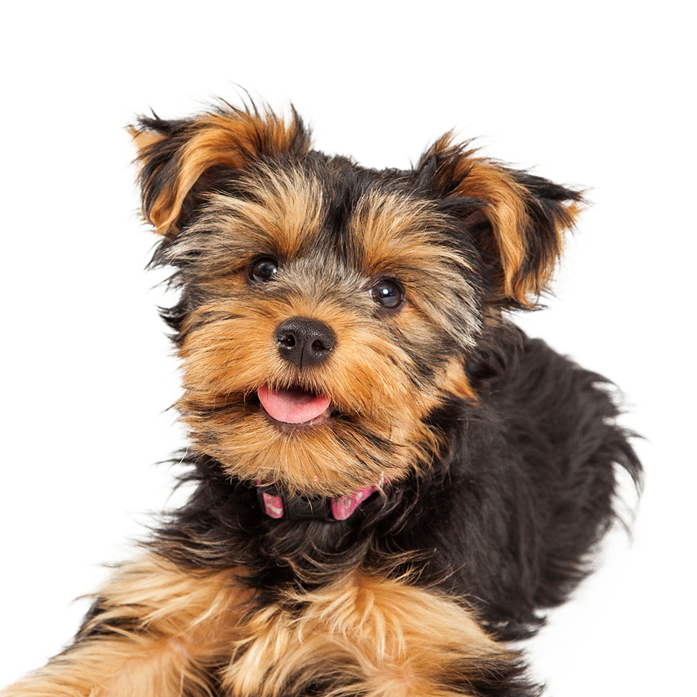 How To Adopt a Teacup Yorkie in Palmdale