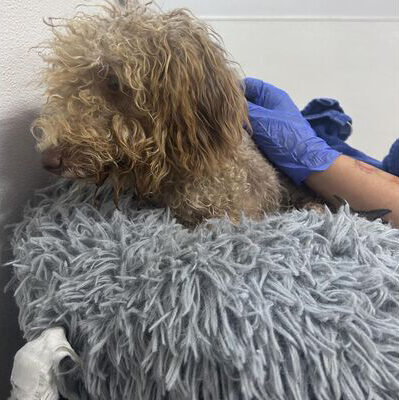 adopted goldendoodle being touched by gloved hand