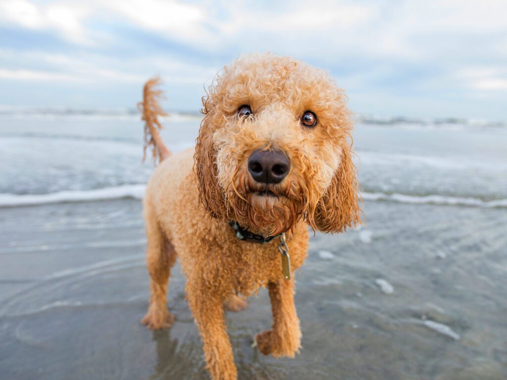 Adopt an F1B Goldendoodle in California