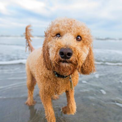 goldendoodle on beach in california