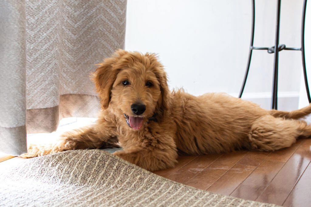 Adopt an F1B Goldendoodle in Florida