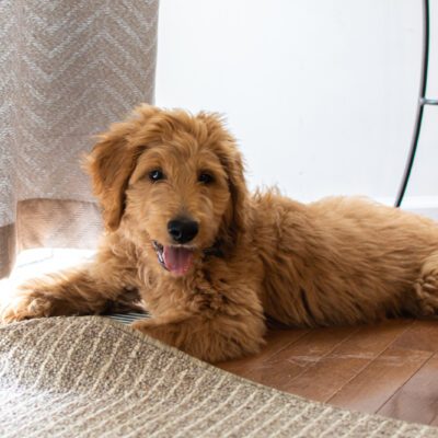 goldendoodle laying down with their tongue out on living room floor in florida