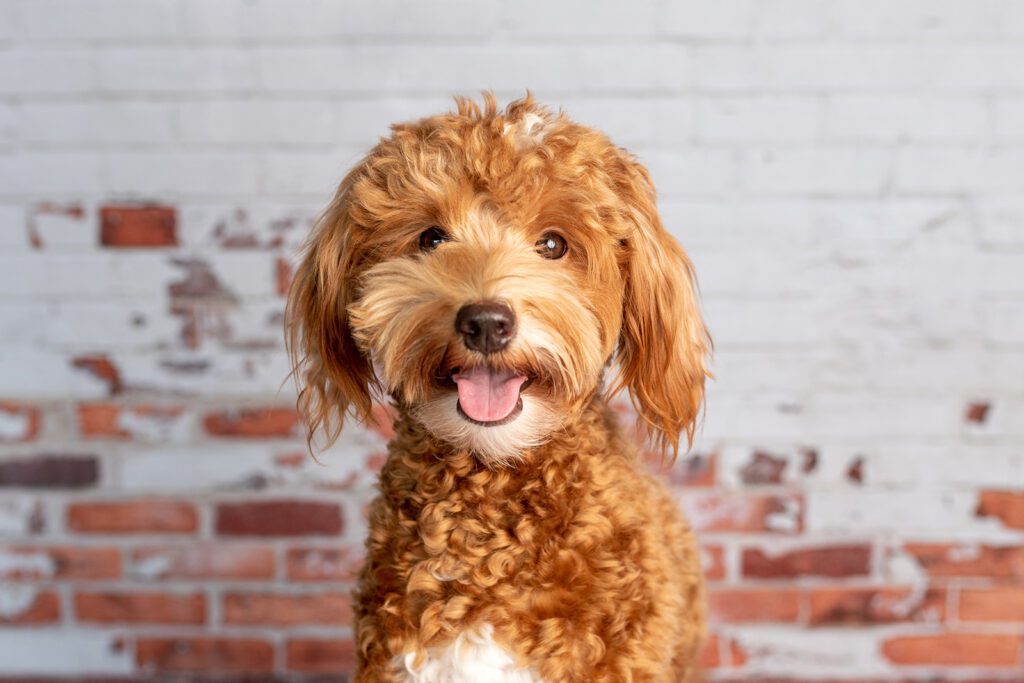 Adopt an F1B Goldendoodle in New York