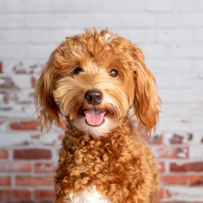 smiling goldendoodle with tongue sitting in front of brick wall in new york