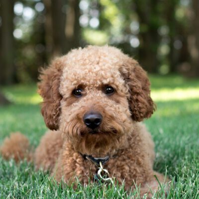 goldendoodle on leash outside in woods in pennsylvania