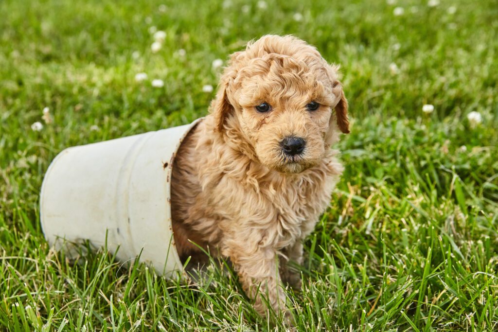 Adopt an F1B Goldendoodle in Texas