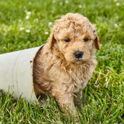 goldendoodle puppy in white bucket on lawn in texas