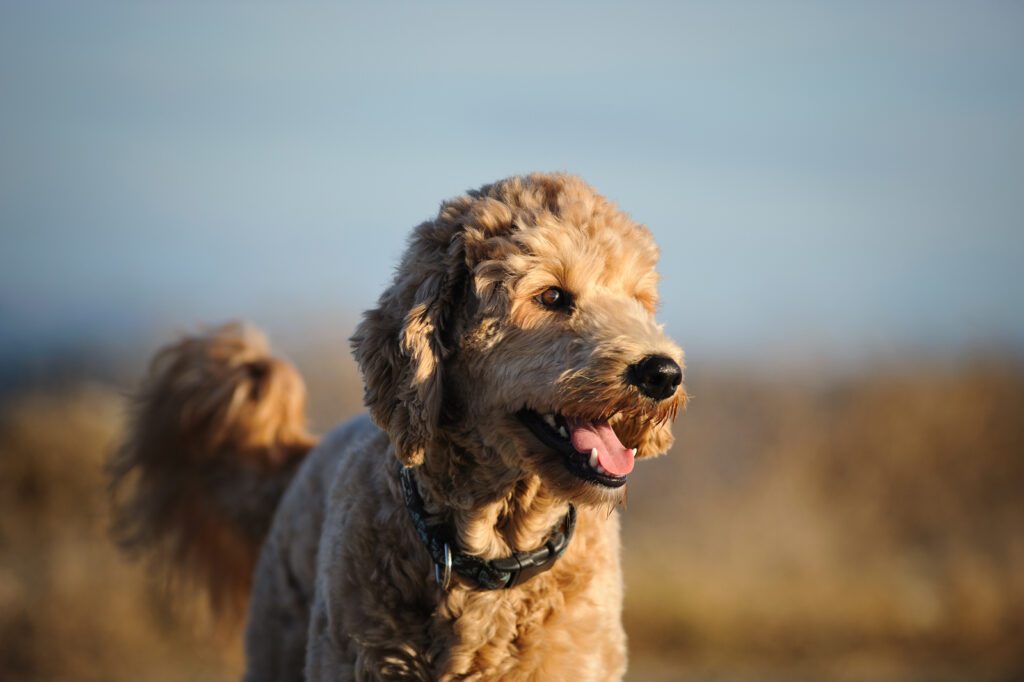 How to Adopt an F1B Goldendoodle