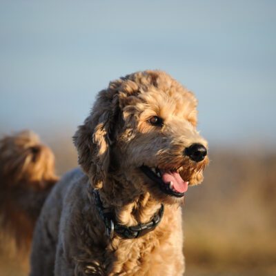 F1B Goldendoodle