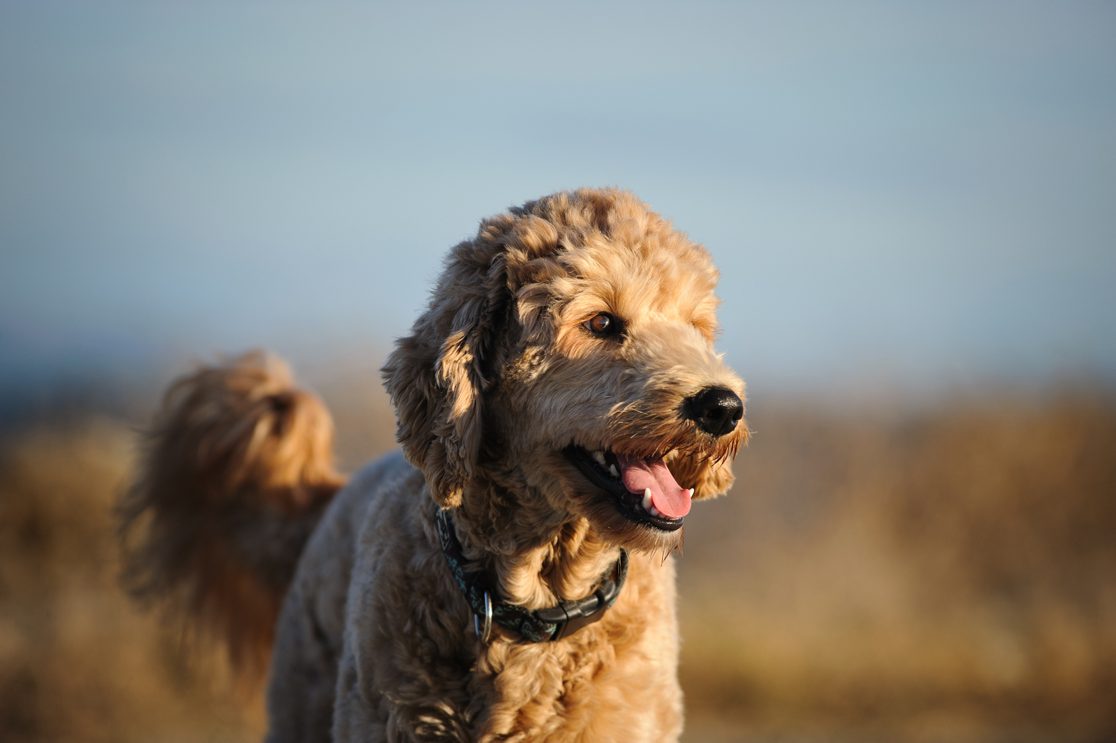 F1B Goldendoodle Adoption Guide