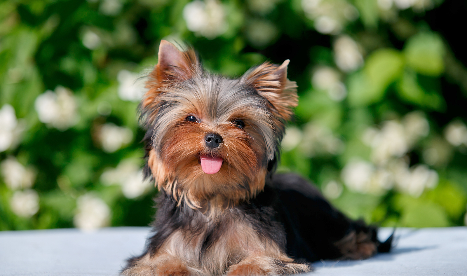 Teacup Yorkie Adoption Guide