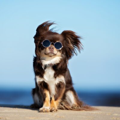 long haired chihuahua in sunglasses sitting on sandy beach in california