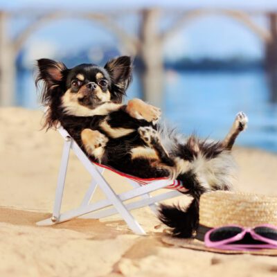 long haired chihuahua laying in a sun chair on a beach in florida