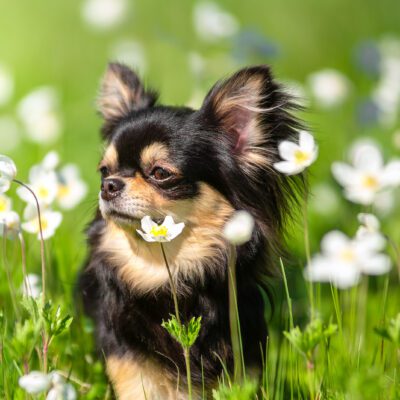 Long Haired Chihuahua