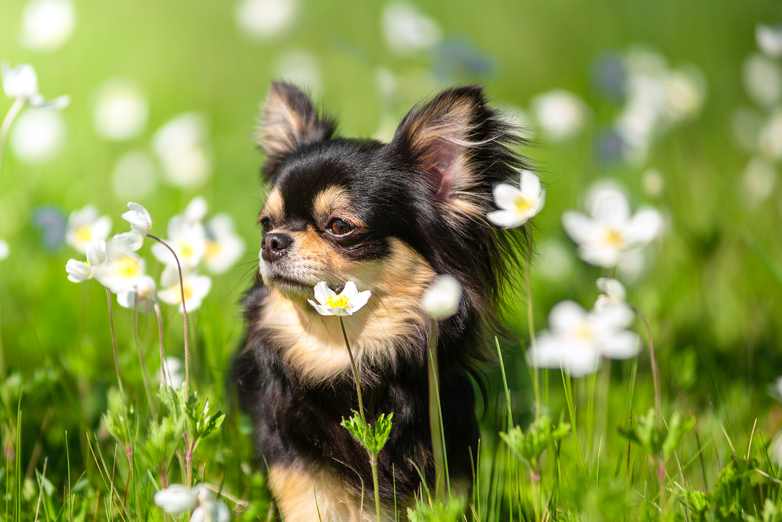 Long Haired Chihuahua Adoption Guide