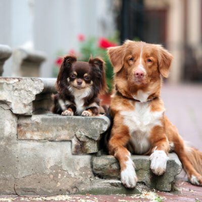 long haired chiahuahua and bigger dog laying on stone steps outside in new york