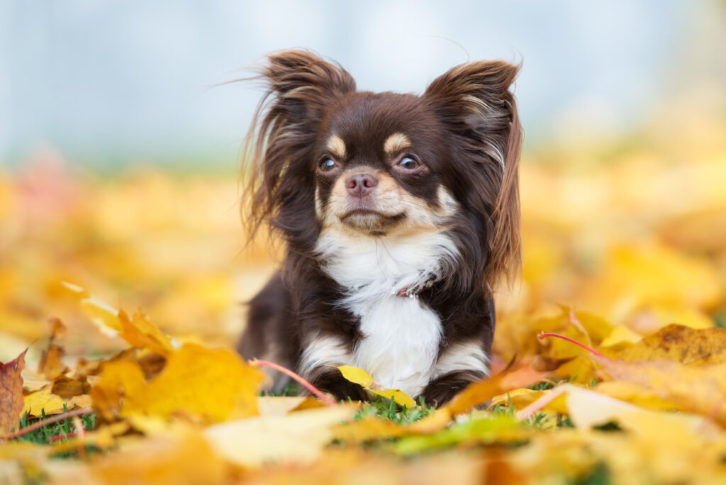 Adopt a Long Haired Chihuahua in Pennsylvania