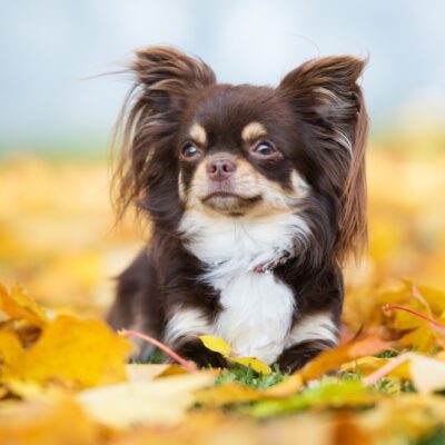 long haired chihuahua laying outside in autumn leaves in pennsylvania