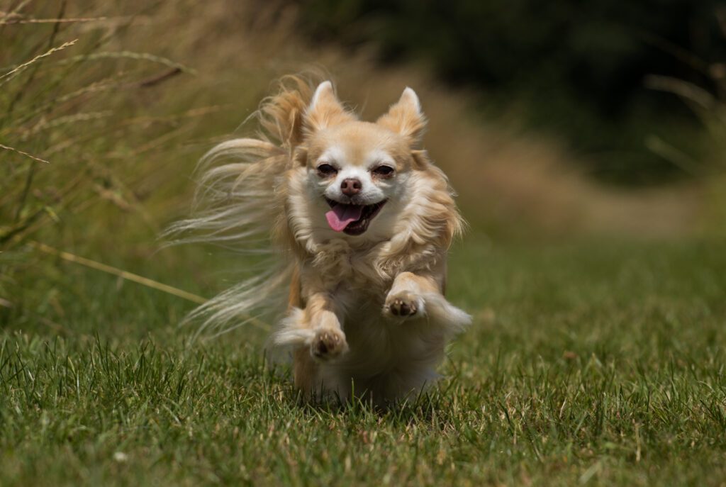 Adopt a Long Haired Chihuahua in Texas