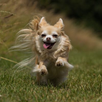 long haired chihuahua running with their tongue outside in texas