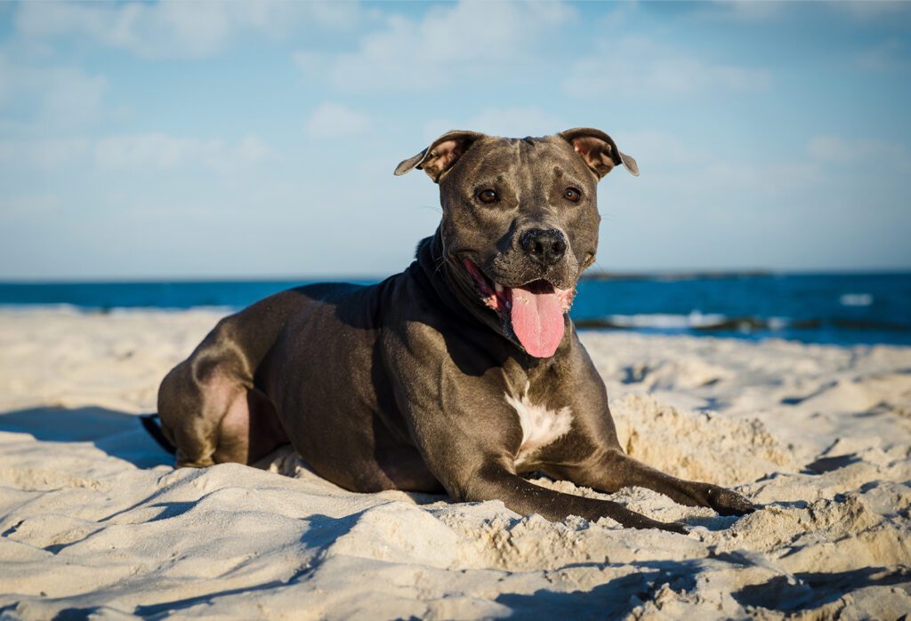 Adopt a Blue Nose Pitbull in California