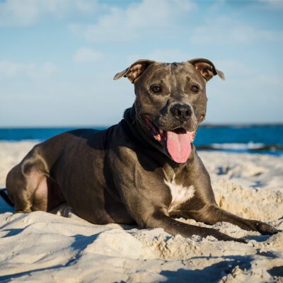 blue nose pitbull laying down on sandy beach by the ocean