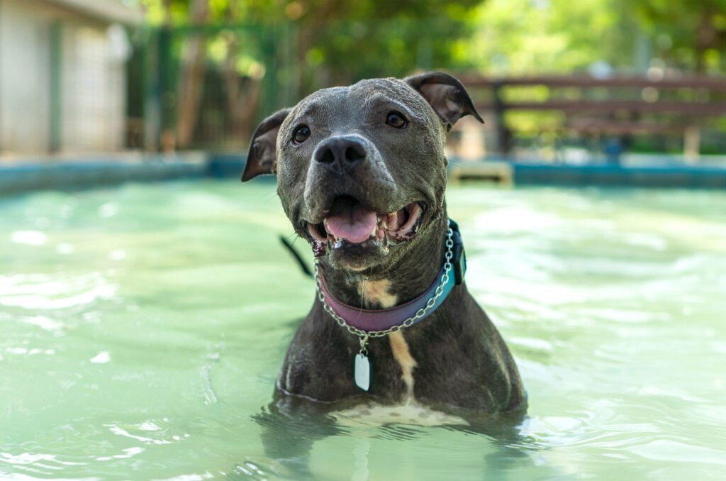 Adopt a Blue Nose Pitbull in Florida