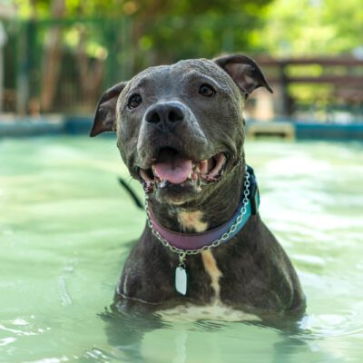 blue nose pitbull swimming in pool outside in florida