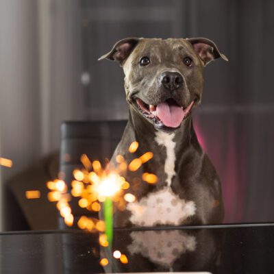 blue nose pitbull sitting at a dining table with a birthday candle in new york