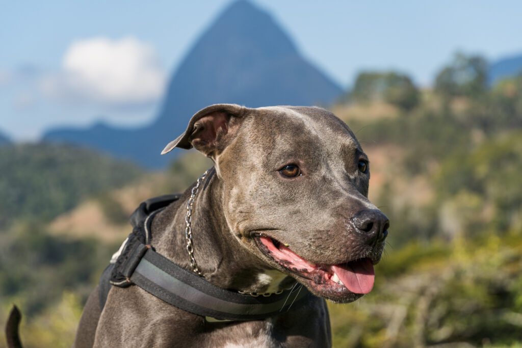 Adopt a Blue Nose Pitbull in Pennsylvania