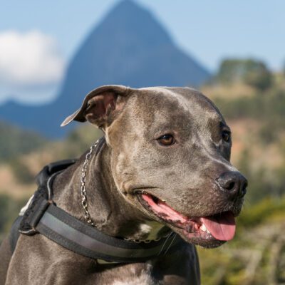 blue nose pillbull sitting down by the mountains in pennsylvania