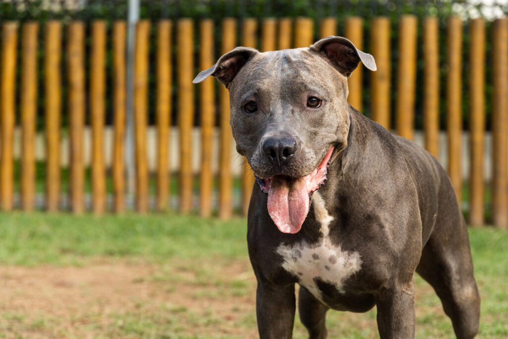 Adopt a Blue Nose Pitbull in Texas