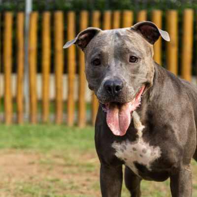 blue nose pitbull outside by fence in florida