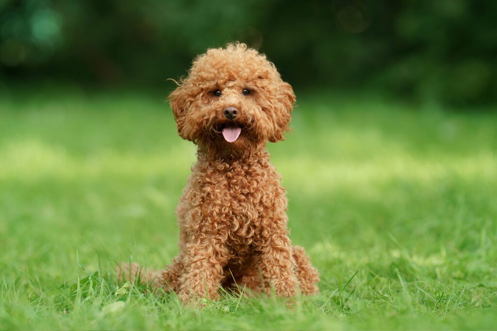 How to Adopt a Teacup Poodle