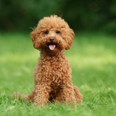 Teacup Poodle