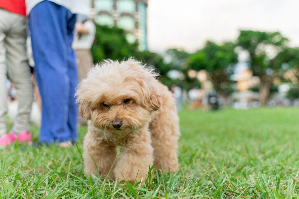 Adopt a Teacup Poodle in Florida