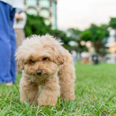 teacup poodle looking at the ground outside with people around in florida