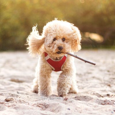 teacup poodle in vest with stick in their mouth on sand in california