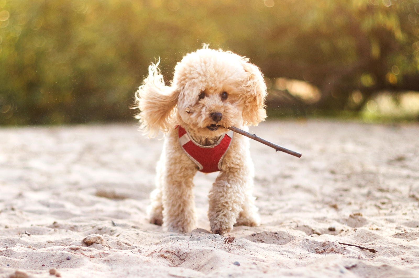 Poodles shops for adoption