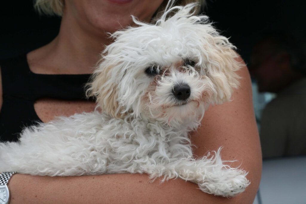 Adopt a Teacup Poodle in New York