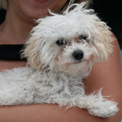 woman in holding teacup poodle in new york