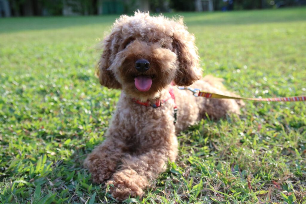 Adopt a Teacup Poodle in Pennsylvania