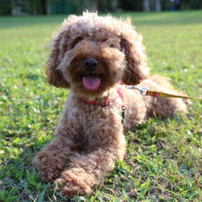 teacup poodle on leash laying down on grass in pennsylvania