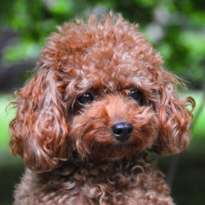 teacup poodle on leash outside in texas