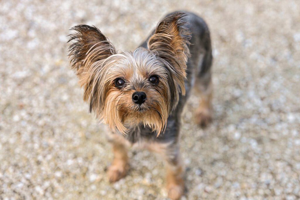 Adopt a Teacup Yorkie in California