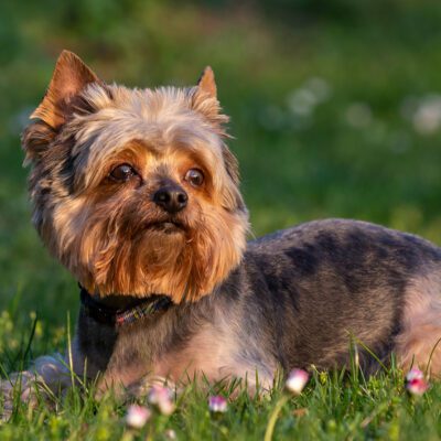 teacup yorkie laying outside in grass in florida