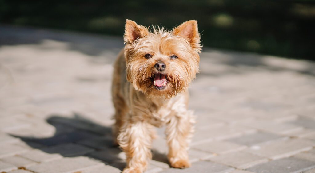 Adopt a Teacup Yorkie in New York